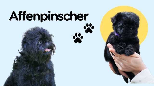 Affenpinscher-Dog