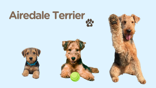 Airedale-Terrier