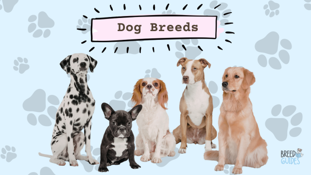 Dog-Breeds
