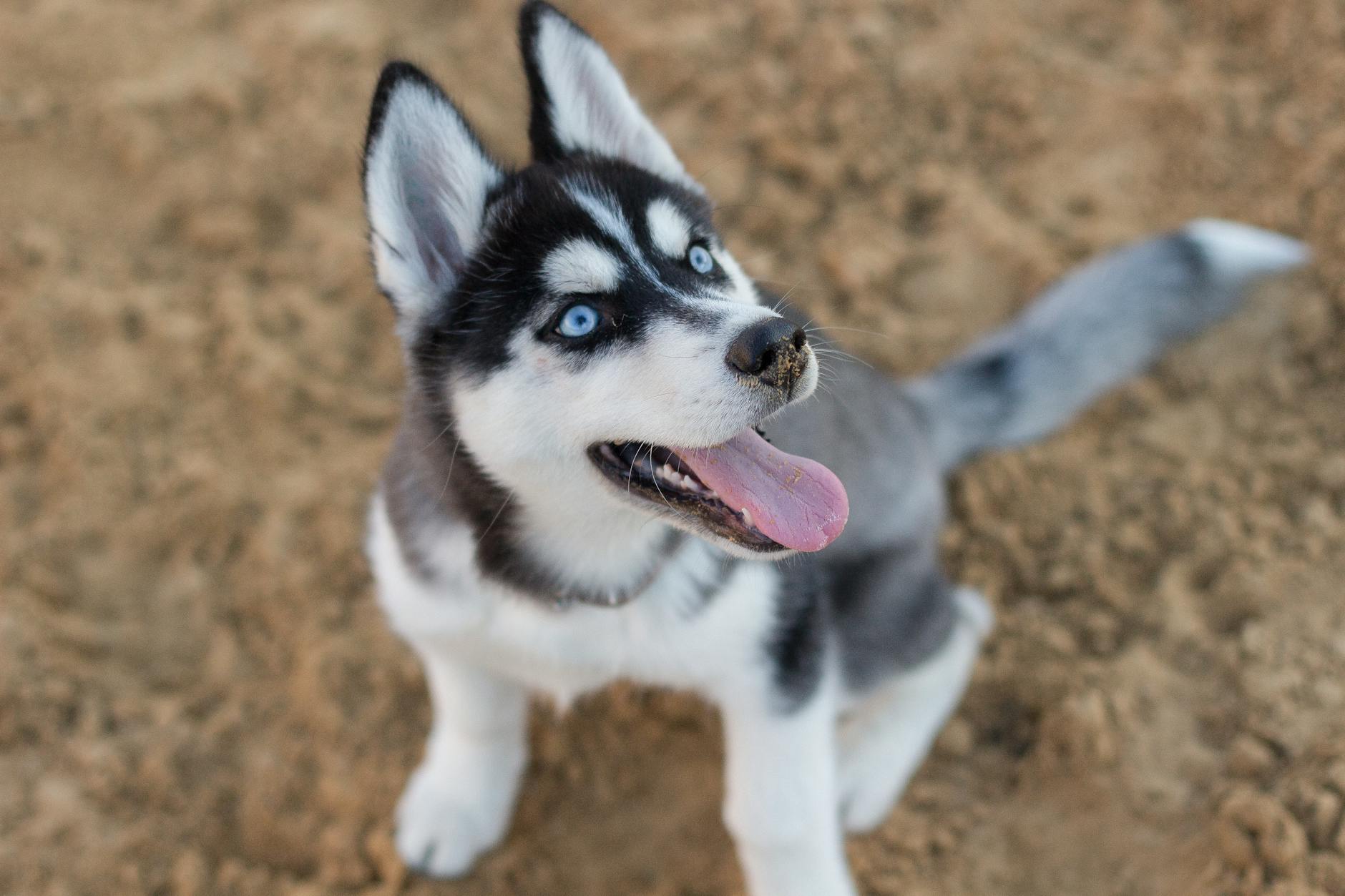 photo of siberian husky puppy