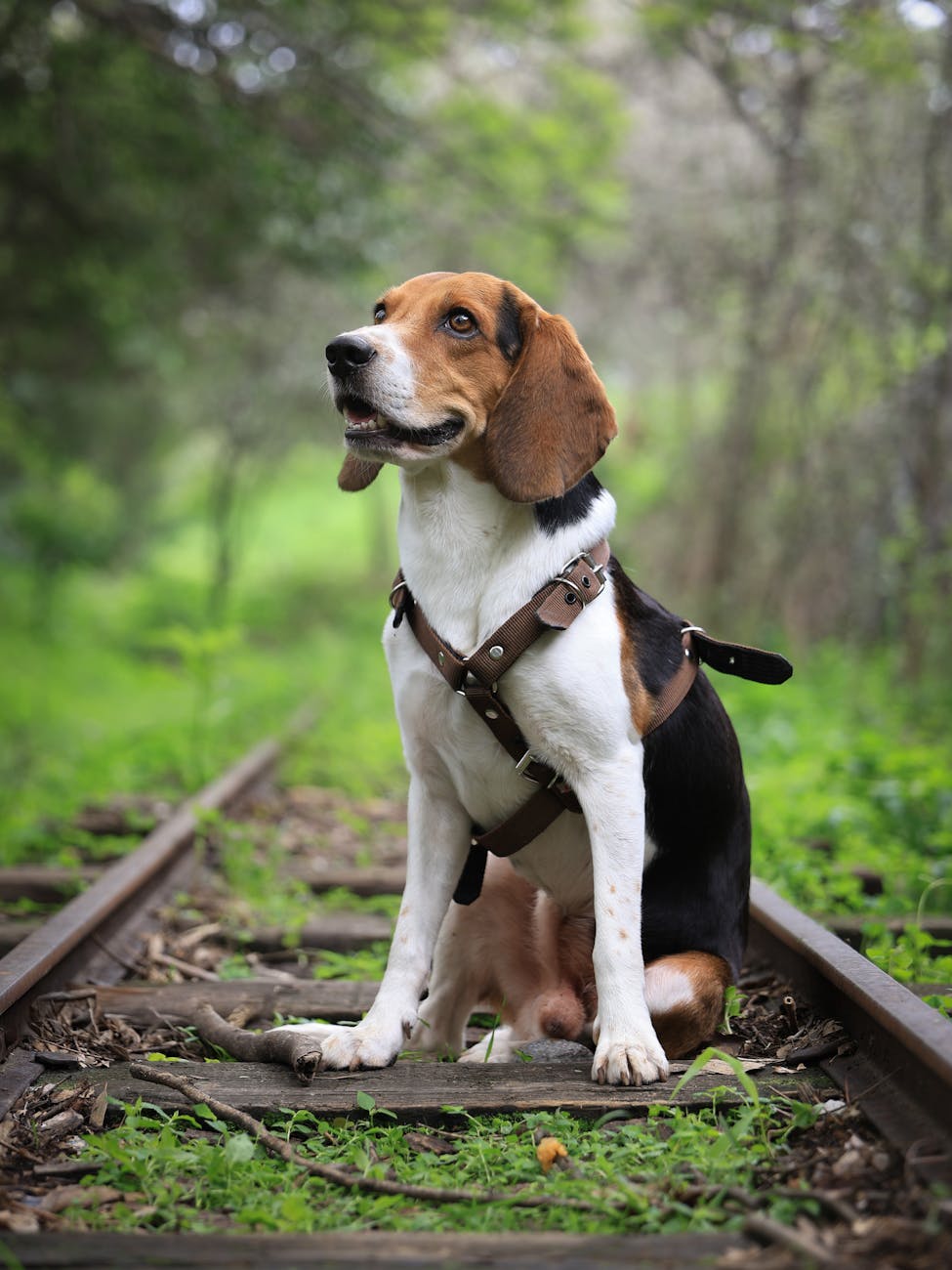 beagle dog on overgrown railway tracks outdoors