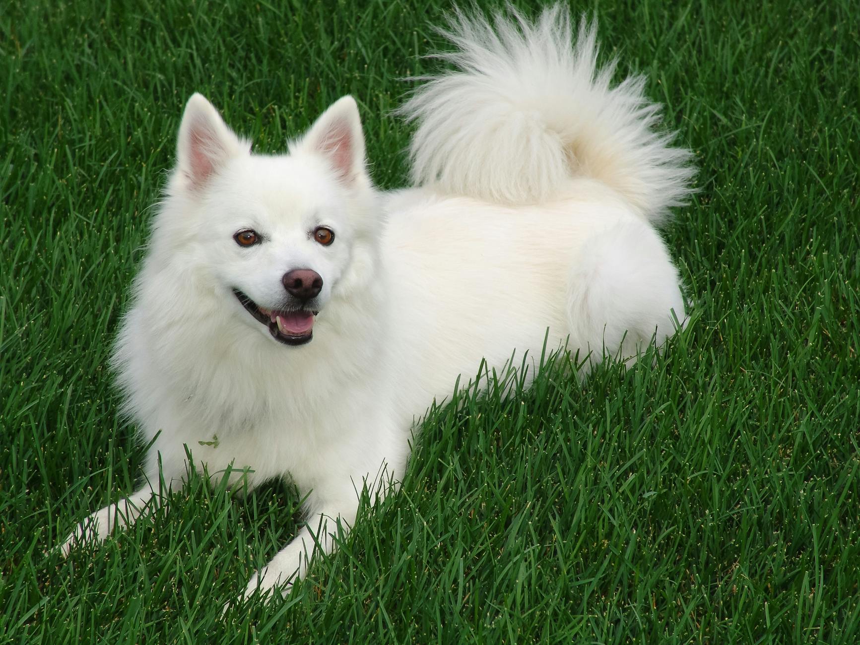 a dog lying down on the grass