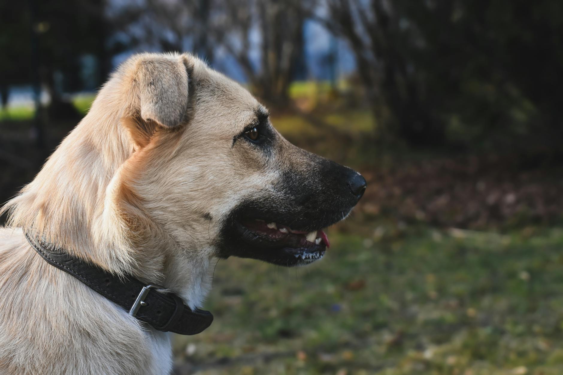 an anatolian shepherd dog in close up photography