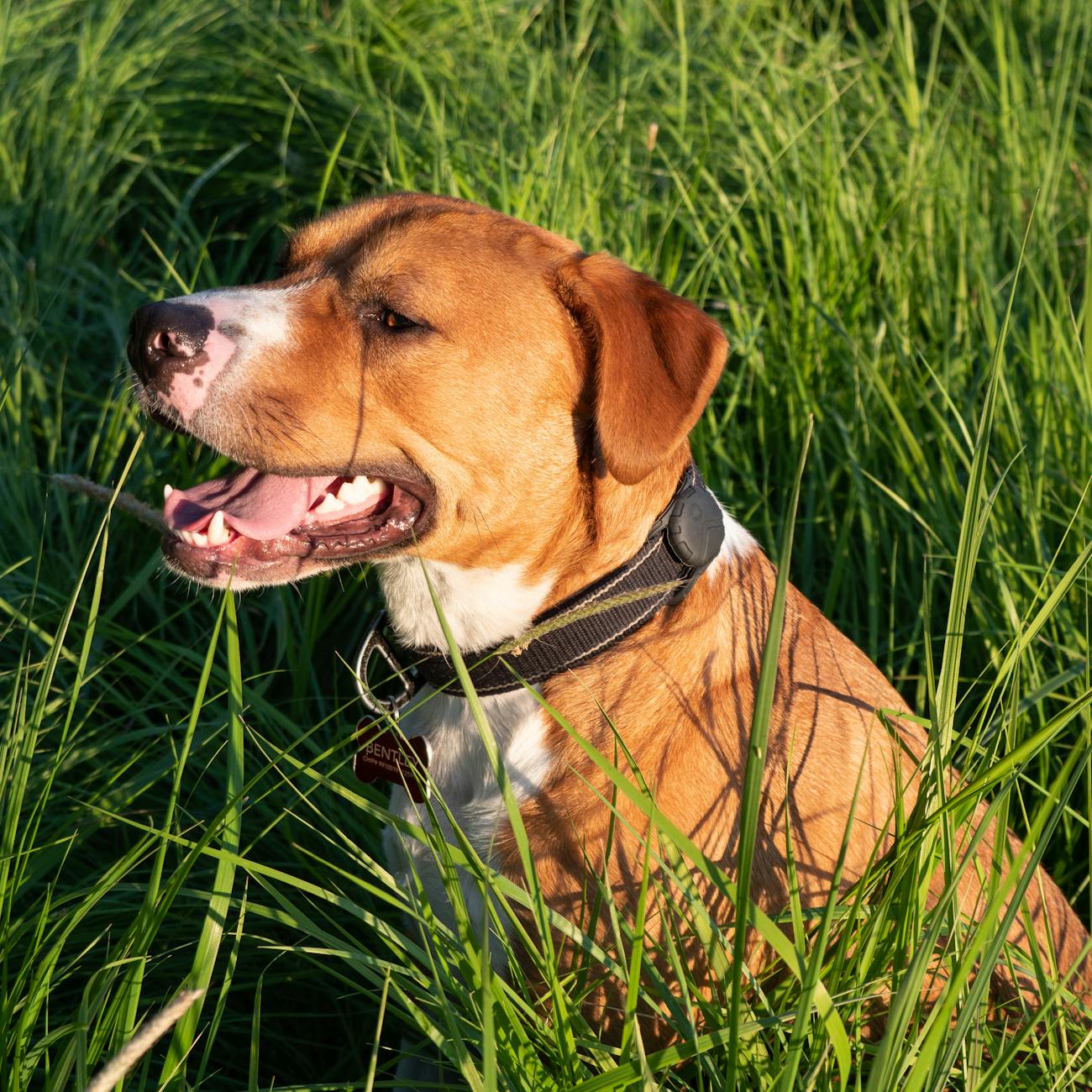 staffordshire bull terrier in tall grass