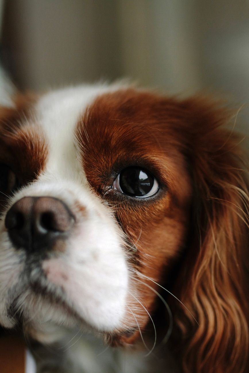 Cavalier King Charles Spaniel