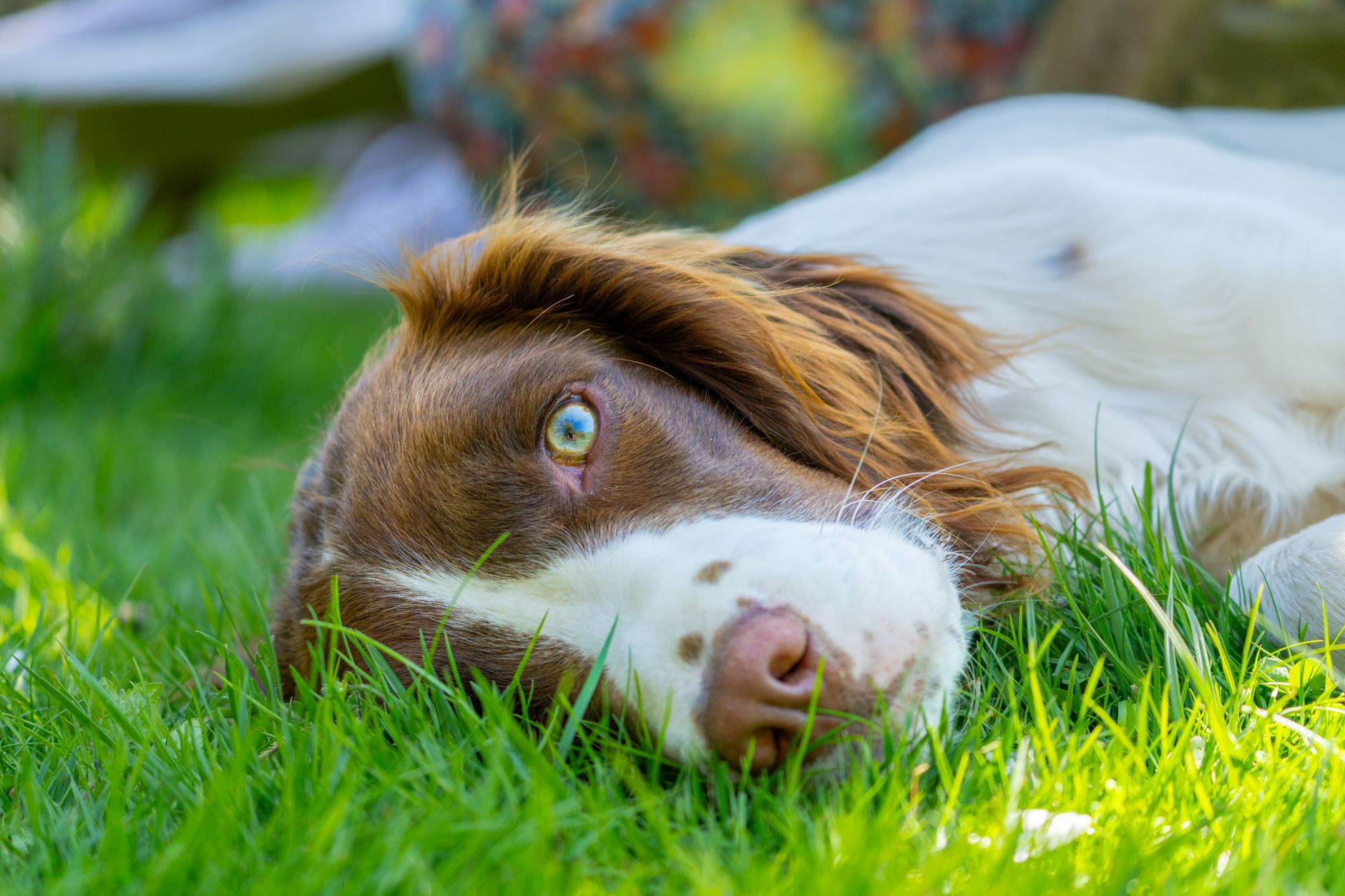 Brittany Spaniel Puppy