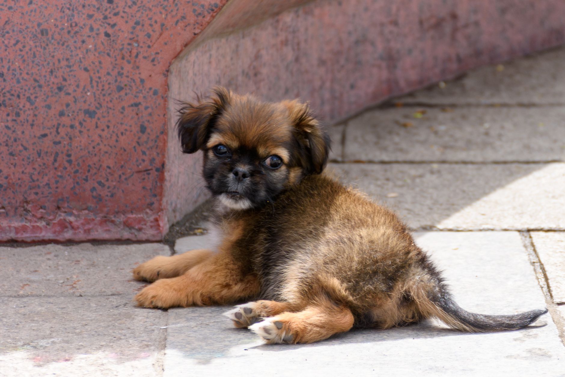 Brussels Griffon Puppy