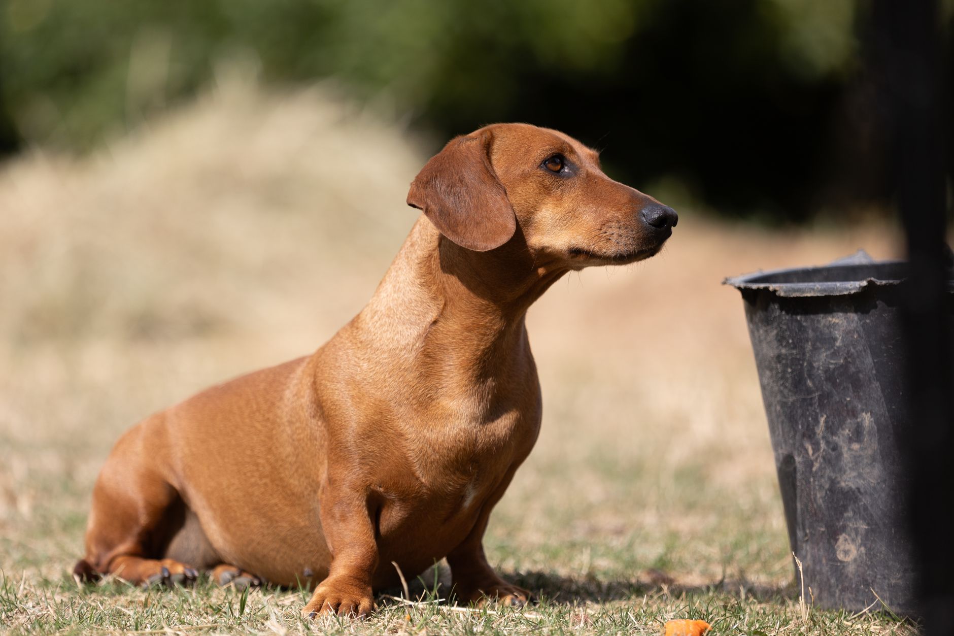 Dachshund