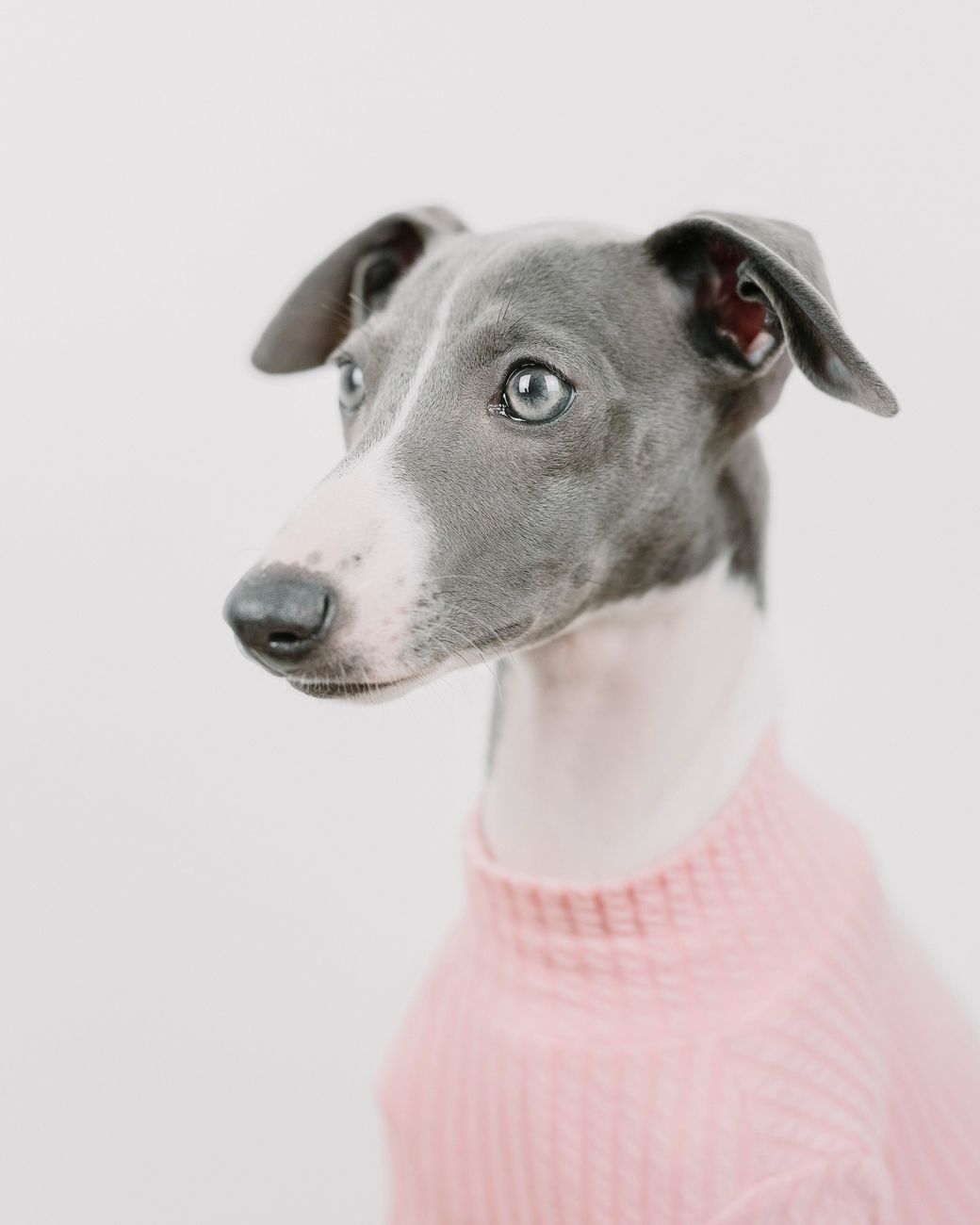 Italian Greyhound Puppy