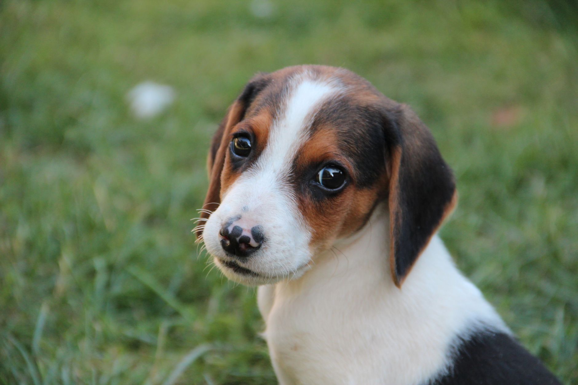 Harrier Puppy